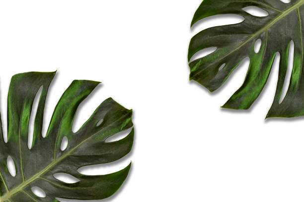istock Adams rib foliage on white background. 1360271254