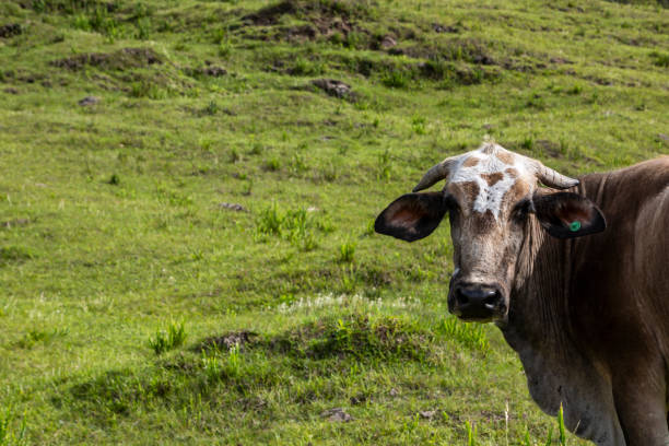 istock Copper-colored ox looking on green pasture and mountains background. 1360273429