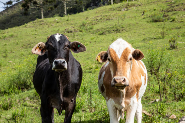 istock Black and red cows on a green grass background with fences. 1360273438