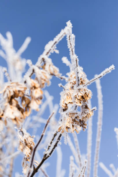 istock The branches of the tree are covered with fluffy frost. 1360274843