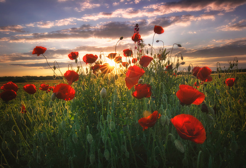 Poppies on foreground in field during sunset.