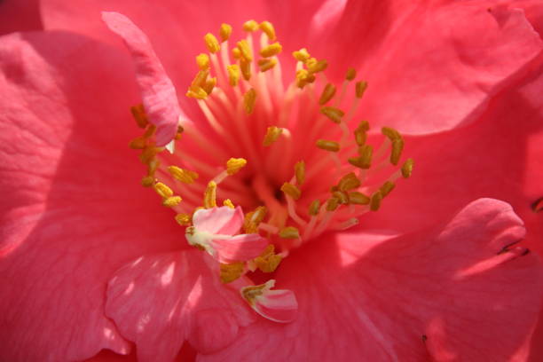 istock Orange peach flower center 1360275751