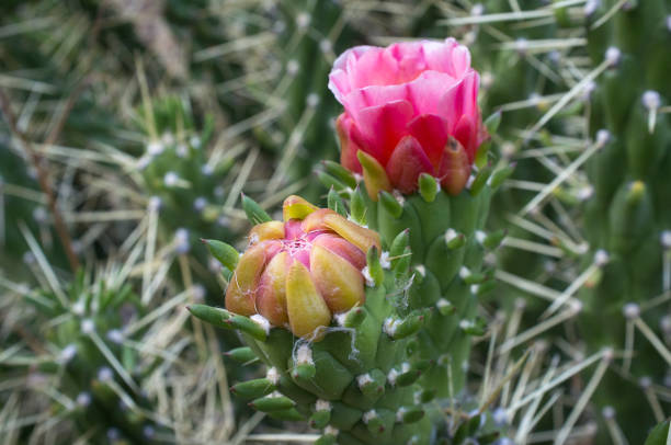 istock Austrocylindropuntia subulata flowers 1360275798