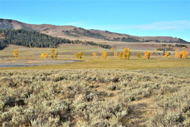 istock Row of Yellow Cottonwoods 1360276187