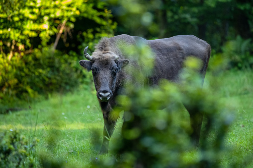 European Bison (Bison bonasus). The Bieszczady Mountains, Carpathians, Poland.