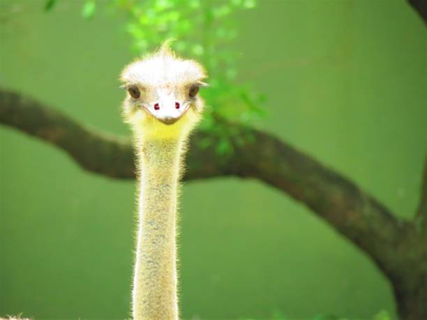 世界で最も幸せな一般的なダチョウの鳥(ストルーリオ・カメルス)。 - ostrich feather animal head concepts ストックフォトと画像