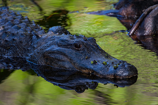 American Alligator, Alligator mississippiensis, Corkscrew Audubon Wildlife Reserve, Florida