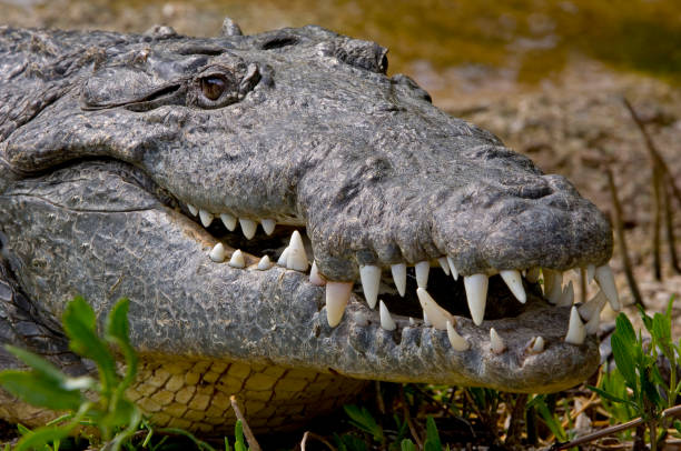 The American crocodile (Crocodylus acutus) is a species of crocodilian found in the Neotropics. It is the most widespread of the four extant species of crocodiles from the Americas, with populations present from South Florida and the coasts of Mexico to as far south as Peru and Venezuela. Ding Darling National Wildlife Refuge, Sanibel Island, Florida. el cocodrilo americano (crocodylus acutus) es una especie de cocodrilo que se encuentra en el neotrópico. es la más extendida de las cuatro especies existentes de cocodrilos de las américas, con poblaciones presentes desde el sur de la florida y las cos