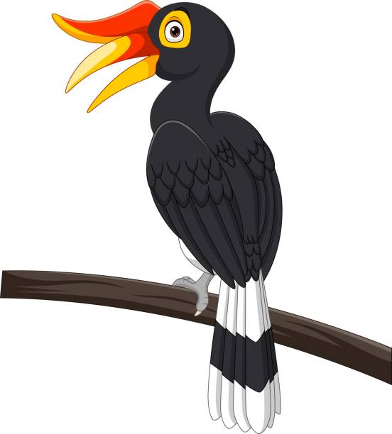 흰색 배경에 고립 된 만화 hornbill 새 - 11819 stock illustrations