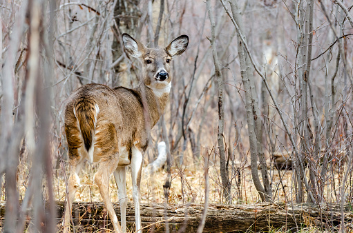 Close-up white-tailed doe deer in an autumn landscape looking at the camera