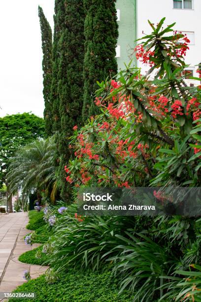 Beautiful Green Bush With Red Flowers On The Street Novo Hamburgo Rio Grande Do Sul Brazil Stock Photo - Download Image Now