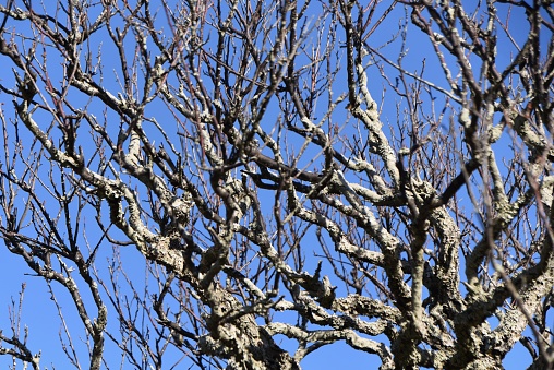 Branches and trunks of Japanese apricot trees in the winter season.