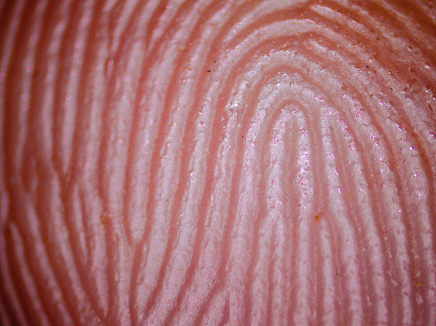 Recording in human fingerprint microscopy.