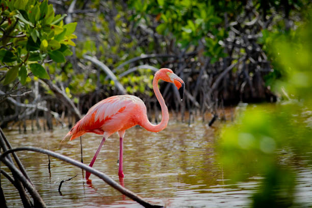American Flamingo in the Florida Keys