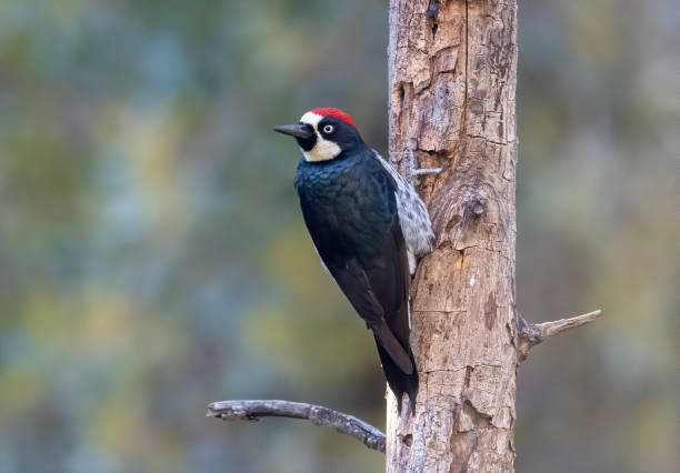 istock Acorn Woodpecker 1360287560
