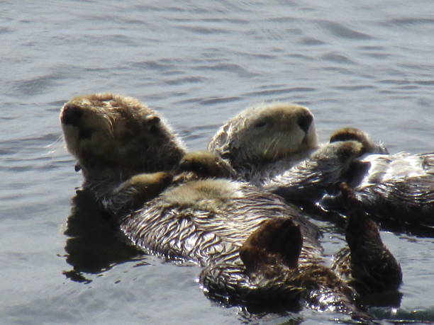 Otters trying to take a nap