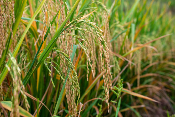 istock Golden rice in autumn 1360288316