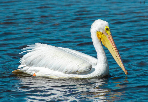 istock American White Pelican 1360288360