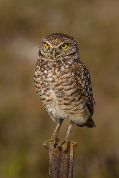 istock Burrowing Owl, Athene cunicularia, Cape Coral, Florida 1360288474