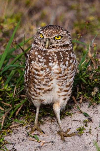 istock Burrowing Owl, Athene cunicularia, Cape Coral, Florida 1360288475