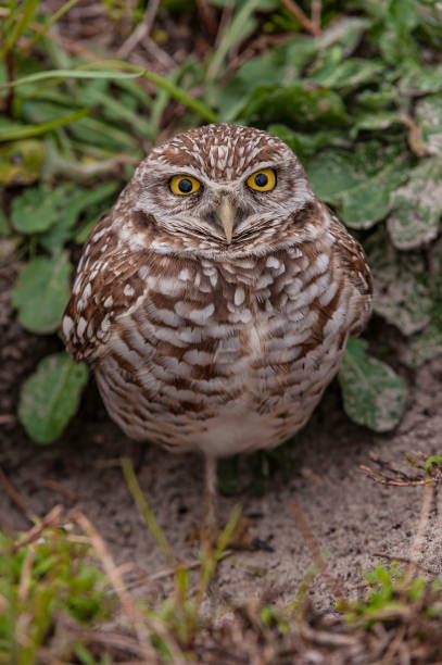istock Burrowing Owl, Athene cunicularia, Cape Coral, Florida 1360288485