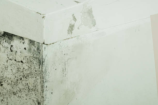 istock Mold and mildew on the wall in the room. A freezing wall. Dampness on the surface. A leaky ceiling. Selective focus 1360289284