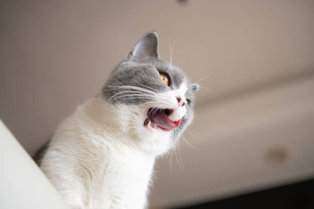 istock low angle view of a british shorthair cat with her mouth opened 1360290979