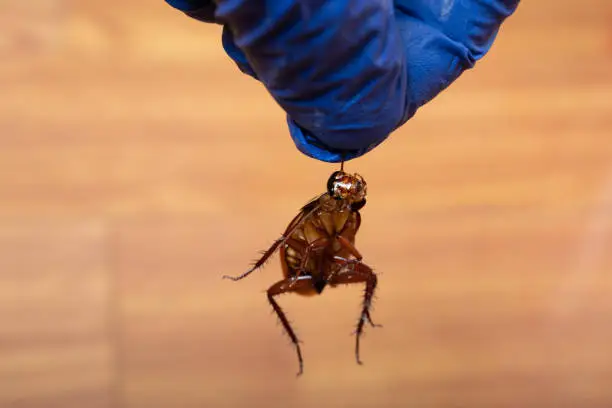 Photo of man picking up a smashed cockroach