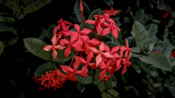 istock red flower close-up wallpaper 1360292727