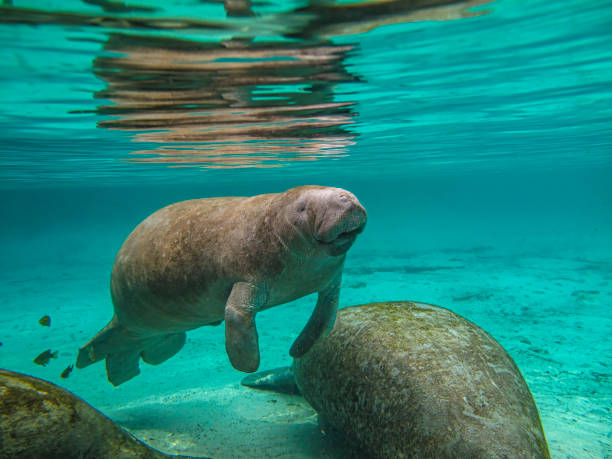 el manatí antillano (trichechus manatus) o "vaca marina", también conocido como manatí de américa del norte, es el miembro sobreviviente más grande del orden de mamíferos acuáticos sirenia.  florida. reserva de crystal springs. manatí de florida, t - manatee fotografías e imágenes de stock