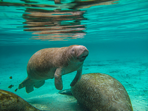 Single manatee under water  swimming in the hot springs sanctuary in Florida