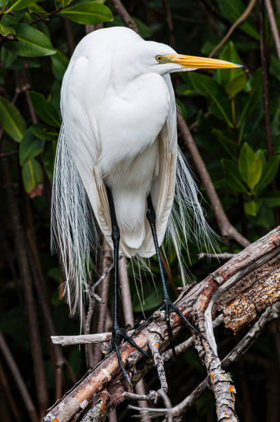 istock Great egret in breeding plumage, Corkscrew Audubon Reserve, Florida 1360292989