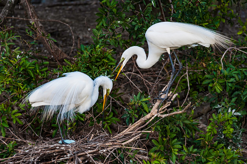 Great egret in breeding plumage, Corkscrew Audubon Reserve, Florida
