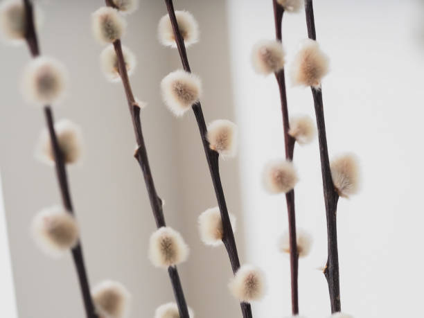 istock Red willow twigs fluffy buds are in a vase 1360293579