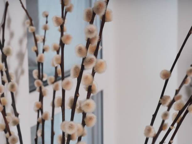 istock Red willow twigs fluffy buds are in a vase 1360293583