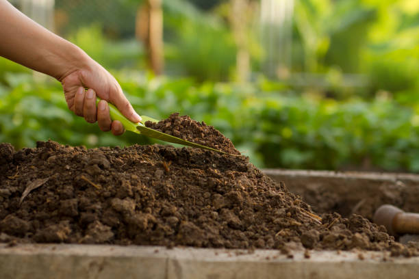 자란 침대 채소 밭을 위한 최고의 토양 - vegetable garden organic gardening vegetable 뉴스 사진 이미지