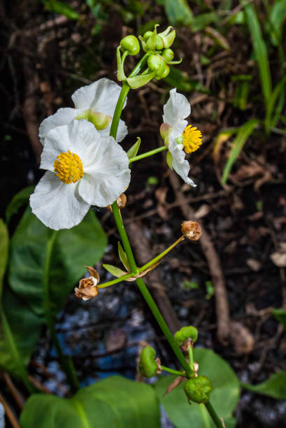 Lanceleaf arrowhead; Sagittaria lancifolia; Corkscrew Swamp Audubon Reserve, Florida