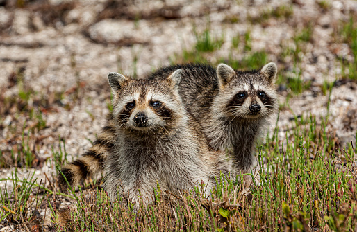 Raccoon, Procyon lotor, Ding Darling National Wildlife Refuge, Sanibel Island, Florida