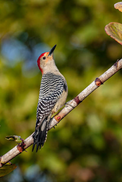 Red-bellied Woodpecker, Melanerpes carolinus, Ding Darling National Wildlife Refuge, Sanibel Island, Florida Red-bellied Woodpecker, Melanerpes carolinus, Ding Darling National Wildlife Refuge, Sanibel Island, Florida ding darling national wildlife refuge stock pictures, royalty-free photos & images