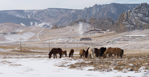 モンゴルのウランバートルにあるゴルキ・テレリ国立公園の馬の群れ。冬1月25 2019。 - independent mongolia inner mongolia gobi desert steppe ストックフォトと画像