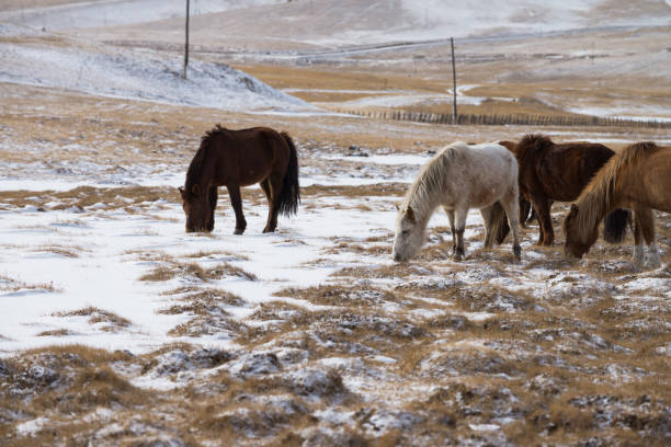 モンゴルのウランバートルにあるゴルキ・テレリ国立公園の馬の群れ。冬1月25 2019。 - independent mongolia inner mongolia gobi desert steppe ストックフォトと画像