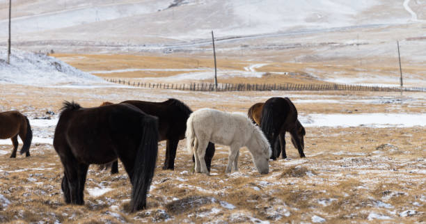モンゴルのウランバートルにあるゴルキ・テレリ国立公園の馬の群れ。冬1月25 2019。 - independent mongolia 写真 ストックフォトと画像