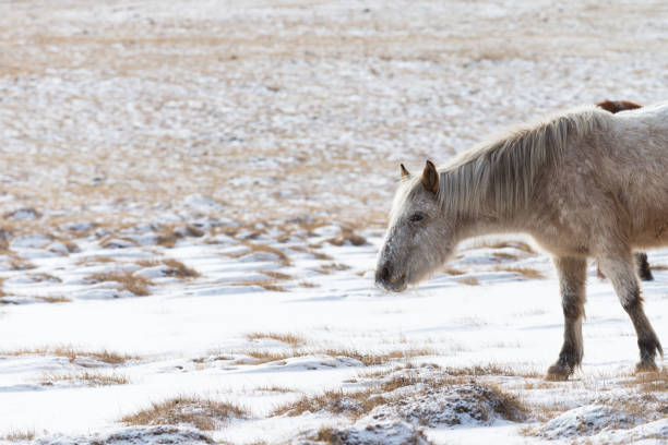 モンゴルのウランバートルにあるゴルキ・テレリ国立公園の馬の群れ。冬1月25 2019。 - independent mongolia inner mongolia gobi desert steppe ストックフォトと画像