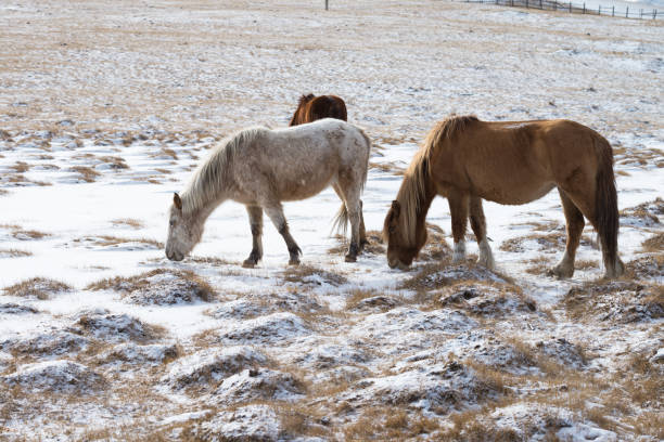 モンゴルのウランバートルにあるゴルキ・テレリ国立公園の馬の群れ。冬1月25 2019。 - independent mongolia 写真 ストックフォトと画像