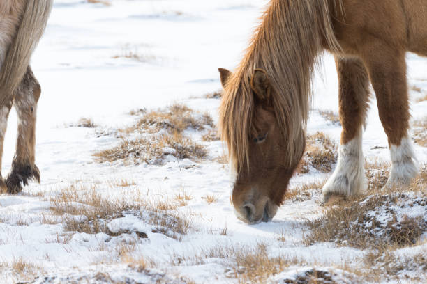 モンゴルのウランバートルにあるゴルキ・テレリ国立公園の馬の群れ。冬1月25 2019。 - independent mongolia inner mongolia gobi desert steppe ストックフォトと画像