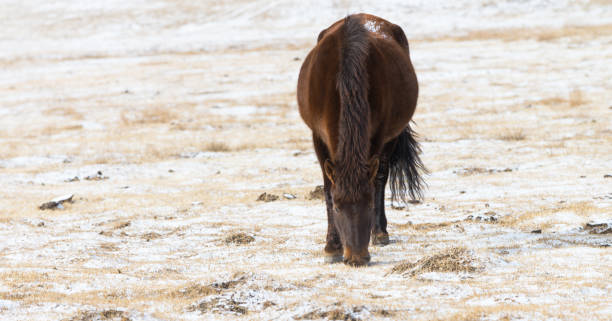 モンゴルのウランバートルにあるゴルキ・テレリ国立公園の馬の群れ。冬1月25 2019。 - independent mongolia 写真 ストックフォトと画像