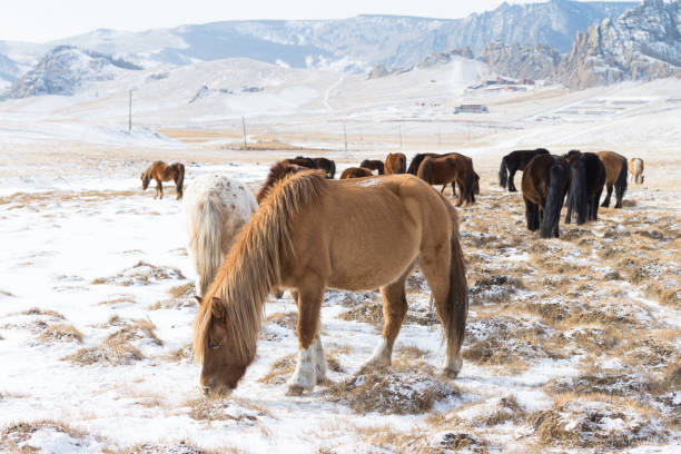 モンゴルのウランバートルにあるゴルキ・テレリ国立公園の馬の群れ。冬1月25 2019。 - independent mongolia 写真 ストックフォトと画像