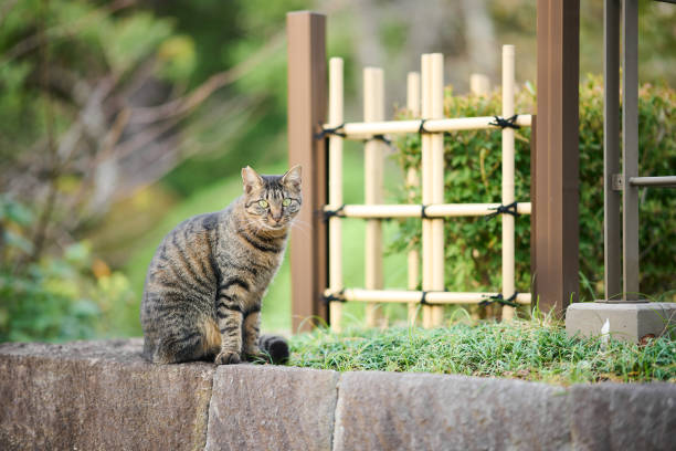 Grey and white domestic cat sitting in a garden, looking curiously at its surroundings
