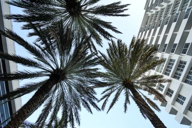 istock Some palm trees and buildings seen from below 1360300939