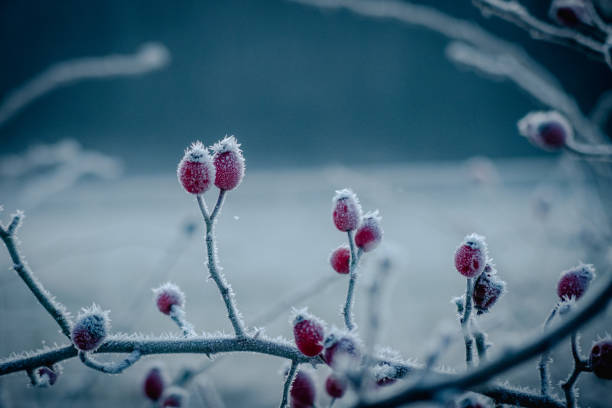 istock a red rosehip is covered with white ice crystals in winter 1360300948